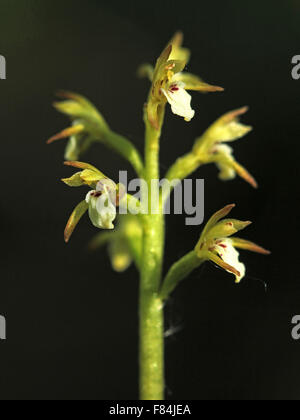 Blütenstand der frühen Coralroot (Corallorhiza Trifida) blühen im Paludified Wald in Helsinki, Finnland Stockfoto