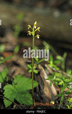 Blüte Anfang Coralroot (Corallorhiza Trifida) im Paludified Wald in Helsinki, Finnland Stockfoto