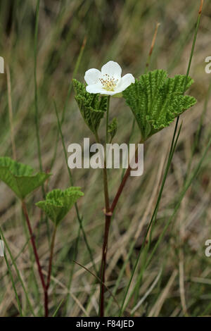 Blühende Spross der Moltebeere (Rubus Chamaemorus) im Tremanskärr geschützte Gebiet in Espoo, Finnland Stockfoto