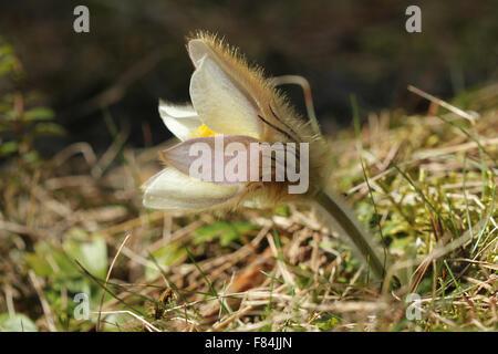 Blume des Frühlings-Küchenschelle (Pulsatilla Vernalis) wächst im Pinienwald in Lahti, Finnland Stockfoto