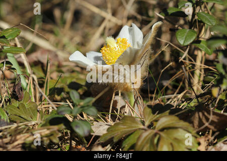 Blühender Frühling Küchenschelle (Pulsatilla Vernalis) im Pinienwald in Lahti, Finnland Stockfoto