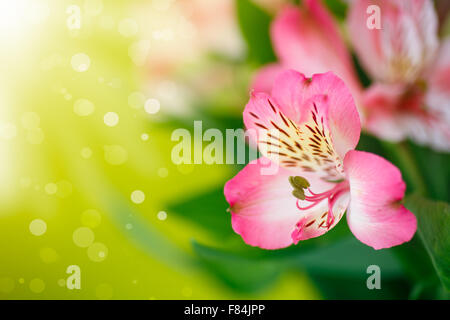 schöner Blumenstrauß der Blumen Alstroemeria auf grünem Hintergrund Stockfoto