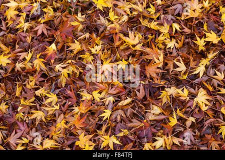Gelb und Braun Ahornblätter in von einem Baum gefallen Stockfoto
