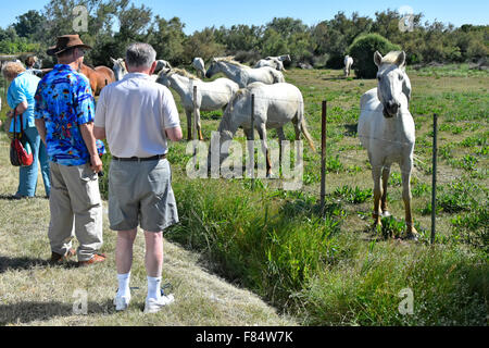 Camargue in der Nähe von Saintes-Maries-de-la-Mer Busreisende Tour Halt am Straßenrand zu fotografieren Pferde Bouches-du-Rhône südlich von Frankreich Europa Stockfoto