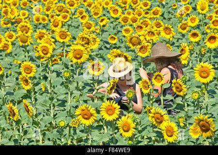 Provence Sonnenblumen Ernte Frauen Hüte im Bereich am Rande der französischen Dorf von Lourmarin in der Luberon Gegend Frankreichs stehen Stockfoto