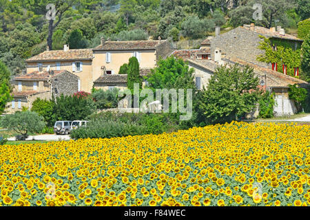 Lourmarin Dorflandschaft im französischen Luberon Landkreis der Provence Ansammlung von ländlichen Wohnhäusern neben Sonnenblumenanbau auf dem Ackerfeld Frankreich Stockfoto