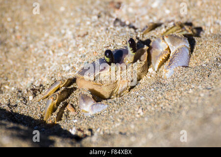 Eine ausgewachsene Sand Krabbe hält in den Sand, wie er auf eine Bedrohung wartet zu verschwinden. Stockfoto