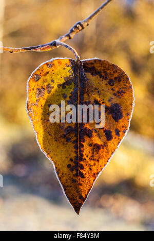 Abstrakte, Bild von einem einzigen Blatt warten, vom Baum zu fallen Stockfoto