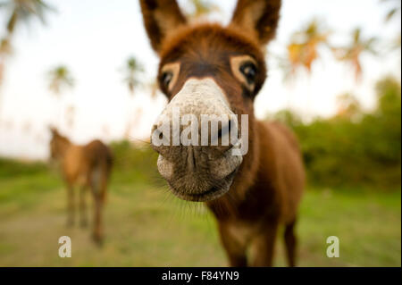 Esel ist eine süße junge Esel Nase Nahaufnahme neugierig in die Kamera schauen. Stockfoto