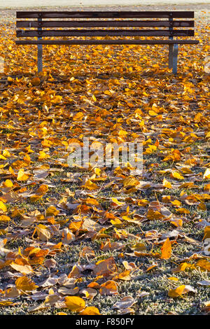 Parkbank surrouned mit frisch gefallenen gelbe Blätter an einem kalten frostigen Morgen Stockfoto