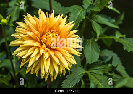 Gelbe Blume Dahlie (Dahlia Hortensis) Stockfoto