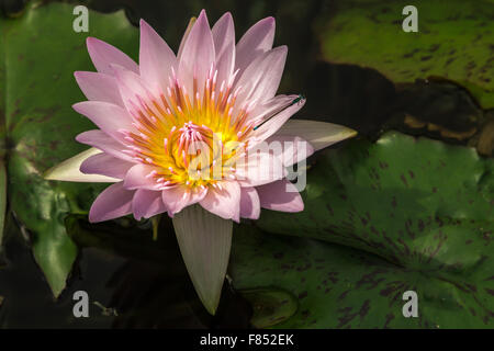 Rosa Seerose (Nymphaea) Stockfoto