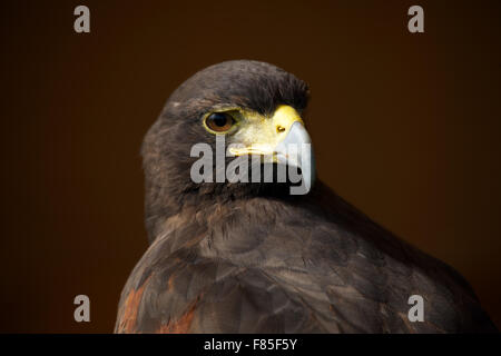 Nahaufnahme von Harris Hawk über Schulter Stockfoto