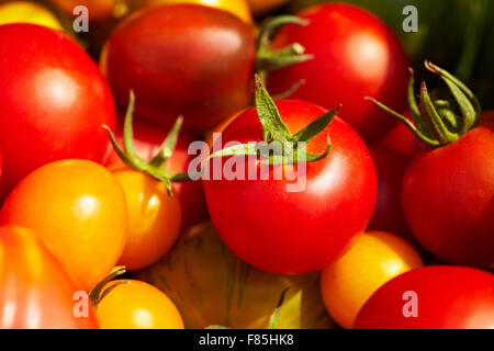 Viele verschiedene Bio-Tomaten in einer Holzkiste Stockfoto