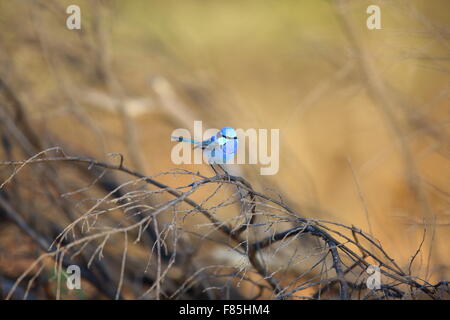 Herrliche Staffelschwanz (Malurus Splendens) in Australien Stockfoto