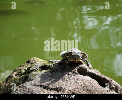 Gemalte Schildkröte Sonnenbaden auf Felsen mit Fischteich im Hintergrund Stockfoto