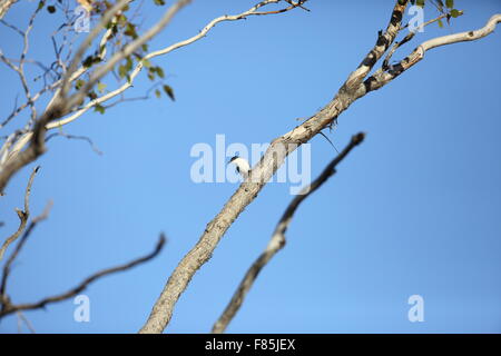 Weiß-winged Triller (Lalage Tricolor) in Australien Stockfoto