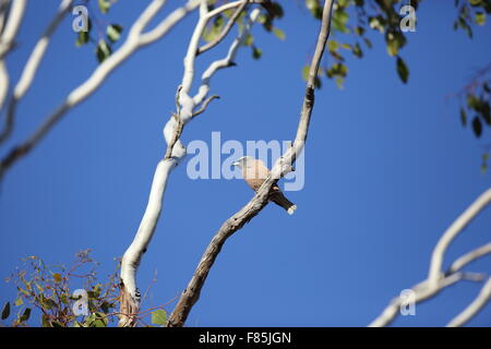 Weißer-browed Woodswallow (Artamus Superciliosus) in Australien Stockfoto