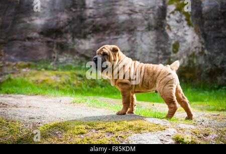 Shar Pei Welpen Stockfoto