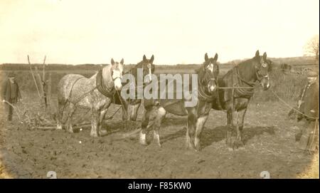 Porträt von vier Pferd Pflügen Team Stockfoto