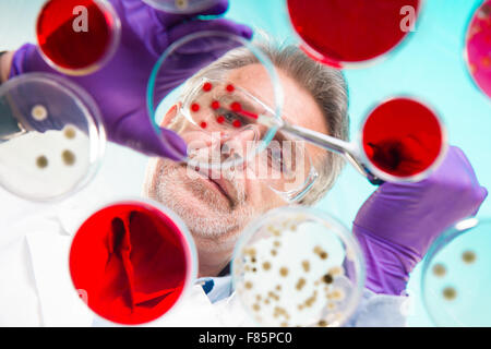 Senior Life-Science-Forscher Pfropfung Bakterien. Stockfoto