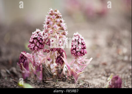 Petasites Hybridus rosa Blumen, Pestwurz krautige Staude in der Asteraceae Familie blühende Pflanze Büschel, Frühling Stockfoto