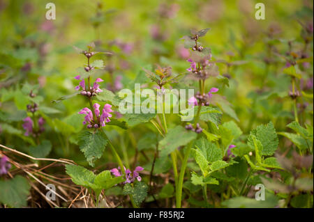 Lamium Maculatum Flowerets Makro, mehrjährige Pflanze Closeup in der Familie Lamiaceae, genannt gefleckte Taubnessel, spotted Henbit... Stockfoto