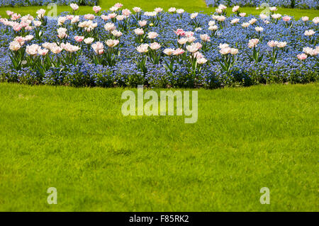 Frühlingsgarten Blumen Bettwäsche des blauen Forget me Nots und Tulpen blühen, lebendige frische grüne Rasen herum, blau und pink Stockfoto