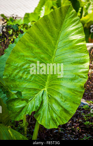 Tropischen Elefanten Ohr Blatt mit in Thailand Stockfoto