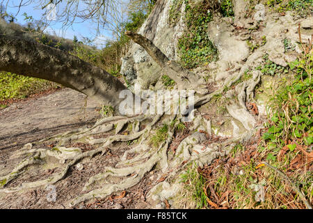 Baum Wurzeln ausgesetzt und über dem Boden wächst. Stockfoto