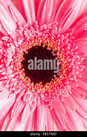 Detail der rosa gerbera Stockfoto