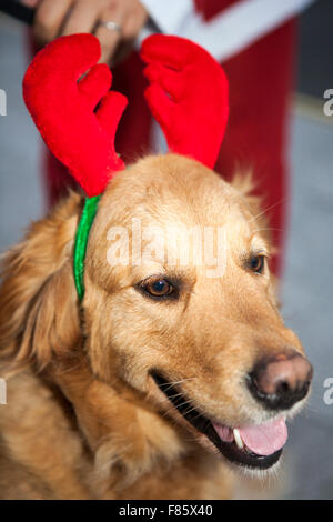 Liverpool, Merseyside, England 6. Dezember 2015. Der Medicash Santa Dash-Kurs beginnt und endet im Stadtzentrum von Liverpool mit einer 5K-Route beginnt an der Pier Head auf Kanada Boulevard vor den Gebäuden der Leber. Es endet vor dem Rathaus im Castle Street. Organisatoren von Liverpool Santa Dash hatte gesagt, dass sie die Charity sinken-Lauf durch steigende Gebühren des Rates, mit der Event-Koordinatoren BTR Liverpool Zahlen Liverpool City Council mehr als 17.000 £, das diesjährige Rennen zu inszenieren. Bildnachweis: Cernan Elias/Alamy Live-Nachrichten Stockfoto