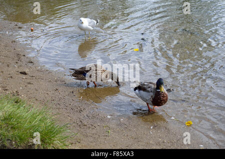 Enten und Möwen im Sommer auf der Suche nach Nahrung Stockfoto