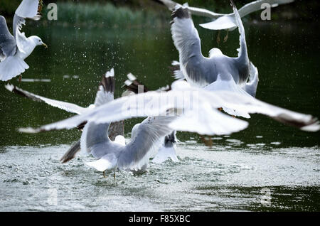 Möwen fliegen und landen im Teich Stockfoto