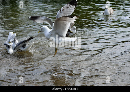 Möwen fliegen und landen im Teich Stockfoto
