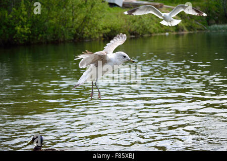 Enten und Möwen im Sommer auf der Suche nach Nahrung Stockfoto
