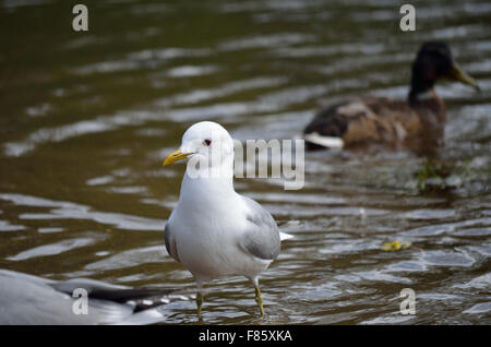 Enten und Möwen im Sommer auf der Suche nach Nahrung Stockfoto
