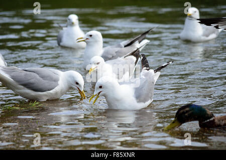 Enten und Möwen im Sommer auf der Suche nach Nahrung Stockfoto