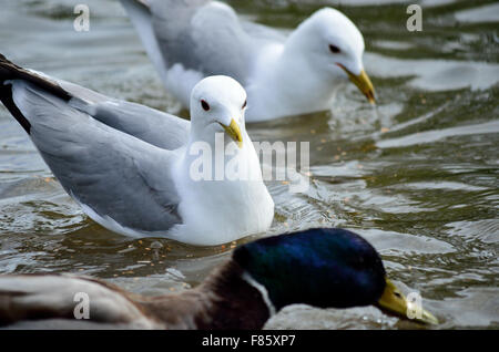 Enten und Möwen im Sommer auf der Suche nach Nahrung Stockfoto