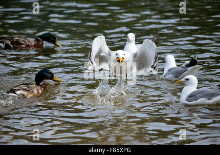 Enten und Möwen im Sommer auf der Suche nach Nahrung Stockfoto