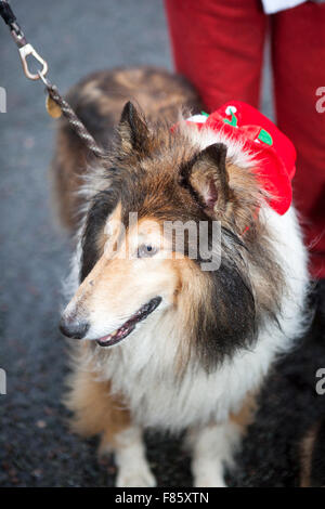 Liverpool, Merseyside, England 6. Dezember 2015. Der Medicash Santa Dash-Kurs beginnt und endet im Stadtzentrum von Liverpool mit einer 5K-Route beginnt an der Pier Head auf Kanada Boulevard vor den Gebäuden der Leber. Es endet vor dem Rathaus im Castle Street. Organisatoren von Liverpool Santa Dash hatte gesagt, dass sie die Charity sinken-Lauf durch steigende Gebühren des Rates, mit der Event-Koordinatoren BTR Liverpool Zahlen Liverpool City Council mehr als 17.000 £, das diesjährige Rennen zu inszenieren. Bildnachweis: Cernan Elias/Alamy Live-Nachrichten Stockfoto