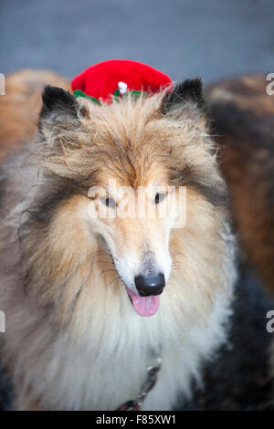 Liverpool, Merseyside, England 6. Dezember 2015. Der Medicash Santa Dash-Kurs beginnt und endet im Stadtzentrum von Liverpool mit einer 5K-Route beginnt an der Pier Head auf Kanada Boulevard vor den Gebäuden der Leber. Es endet vor dem Rathaus im Castle Street. Organisatoren von Liverpool Santa Dash hatte gesagt, dass sie die Charity sinken-Lauf durch steigende Gebühren des Rates, mit der Event-Koordinatoren BTR Liverpool Zahlen Liverpool City Council mehr als 17.000 £, das diesjährige Rennen zu inszenieren. Bildnachweis: Cernan Elias/Alamy Live-Nachrichten Stockfoto