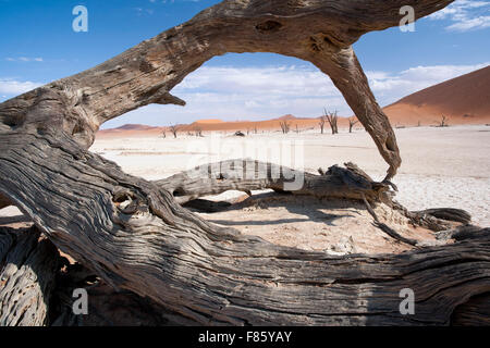 Dead Vlei in Sossusvlei Nationalpark - Namib-Naukluft-Nationalpark, Namibia, Afrika Stockfoto