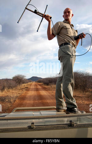 Mit Radiotelemetrie, Tierwelt im Naturschutzgebiet Okonjima, Namibia, Afrika zu verfolgen Stockfoto