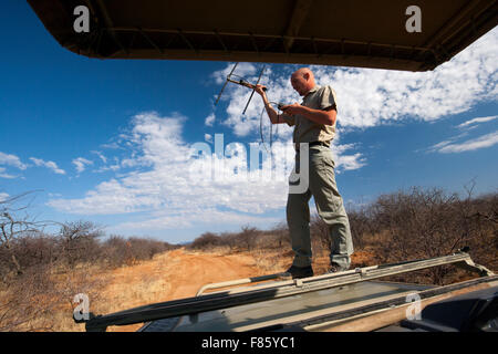 Mit Radiotelemetrie, Tierwelt im Naturschutzgebiet Okonjima, Namibia, Afrika zu verfolgen Stockfoto