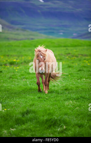 Ein schönes Islandpferd in einem Feld Stockfoto