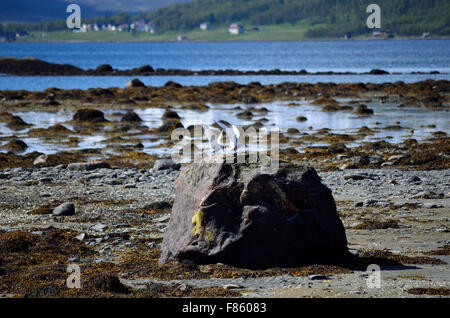 Küstenseeschwalbe Vögel landen auf Meer Ufer boulder Stockfoto