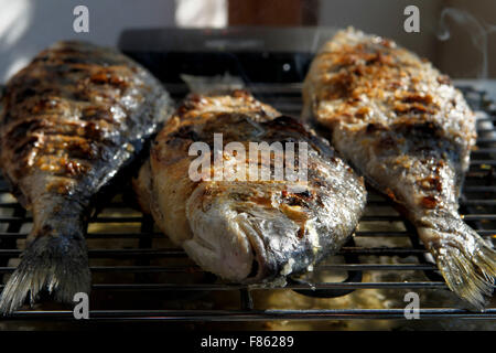 Aus aus Goldbrasse Sparus auratus Stockfoto