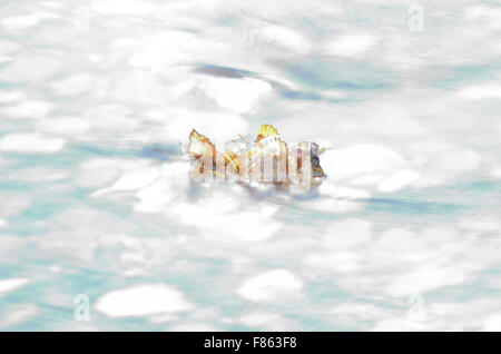 schöne Herbst Birkenblatt stecken im kalten Fluss aktuelle Makro-Foto Stockfoto