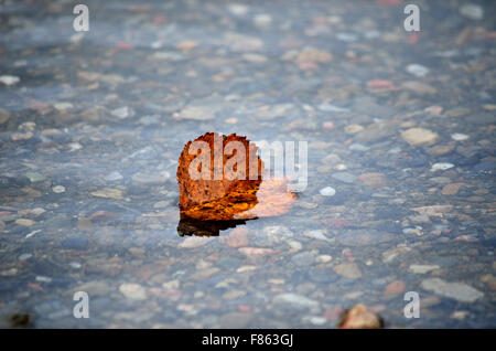 schöne Herbst Birkenblatt stecken im kalten Fluss aktuelle Makro-Foto Stockfoto